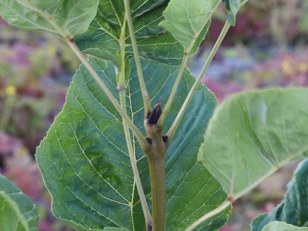 Fraxinus excelsior 'diversifolia'